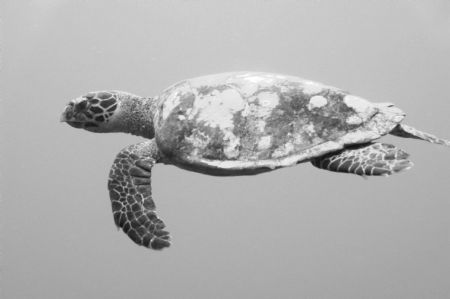 Turtle, taken in the blue, no strobe by Chris Steel 