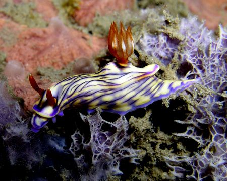 Talk about PSYCHEDELIC!! This fantastical nudibranch was ... by Nick Hobgood 