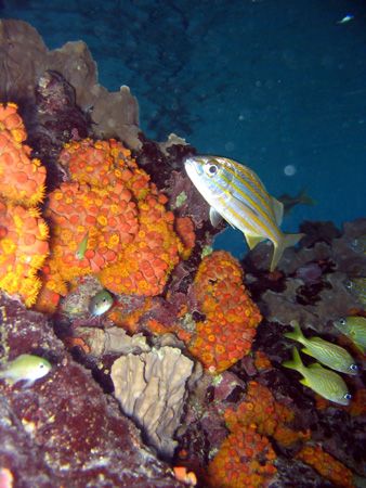 Smallmouth Grunt on twilight dive. Canon A70, WP-DC700 Ho... by Brian Mayes 