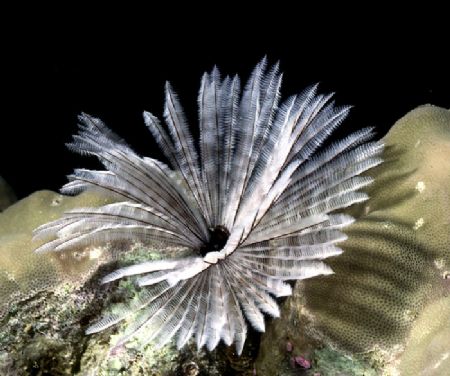 FEATHER DUSTER! A nice example of a rather large tube wor... by Rick Tegeler 
