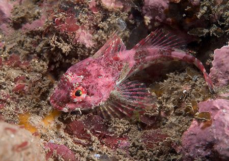Long spined scorpion fish.St Abbs.
Scotland. by Derek Haslam 