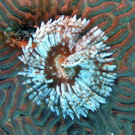 A tube worm found on a brain coral in Roatan, Honduras, J... by Gary Schlei 