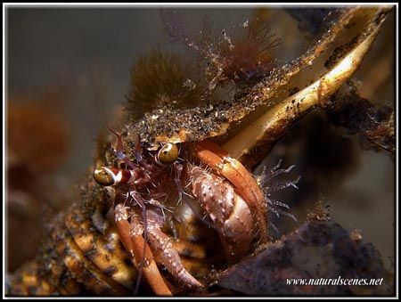Colourfull hermit crab. olympus C-7070 with Inon strobe. by Yves Antoniazzo 