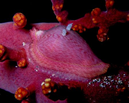 Pink cowry on a red soft coral at Bob's Rock dive site ab... by Nick Hobgood 