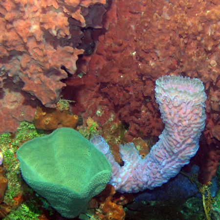 Brightly colored sponges and coral at Roatan, Honduras by Gary Schlei 