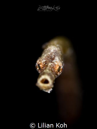O O O H
Pipefish 
(Trachyrhamphus bicoarctatus)
 by Lilian Koh 