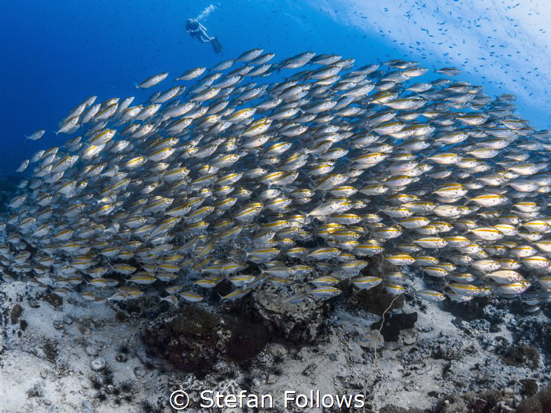 Takes one to know one ... !

Oxeye Scad - Selar boops
... by Stefan Follows 