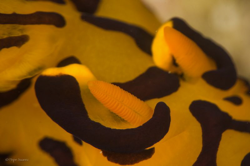 Close up of a Pikachu by Pepe Suarez 