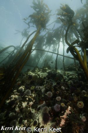 Wide angle shot of the typical temperate water reef in Ca... by Kerri Keet 