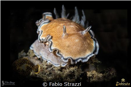Glossodoris hikuerensis by Fabio Strazzi 