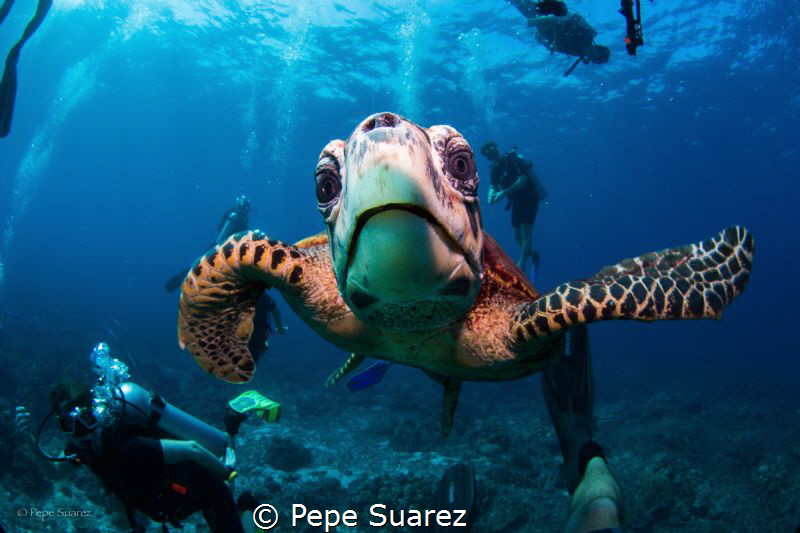 This turtle liked what she saw on the reflection of the d... by Pepe Suarez 