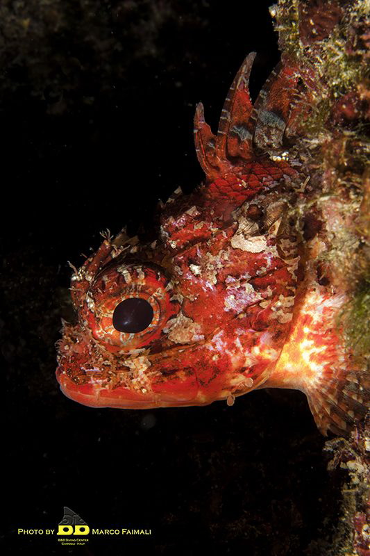 Mediterranean young red scorpionfish by Marco Faimali (ismar-Cnr) 