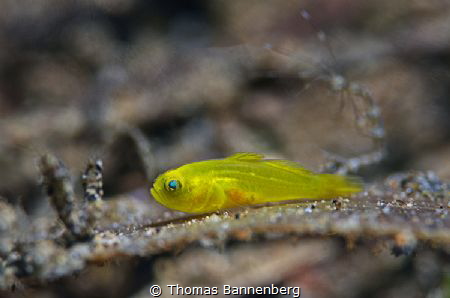 baby fish
Settings: f11, 1/60, ISO 100, wet diopter (+2 ... by Thomas Bannenberg 