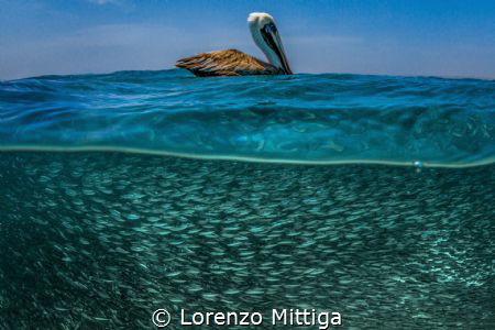 Overunder shot. A Brown Pelican is resting after a strike... by Lorenzo Mittiga 