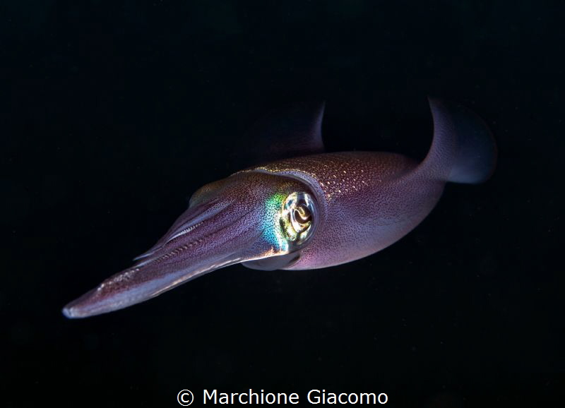 Squid
Lembeh strait. Nikon D800E , 105 macro, two strobo by Marchione Giacomo 
