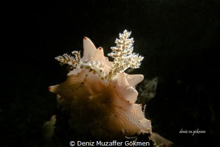 Nudibranch batangas halgerda (halgerda batangas) torch light by Deniz Muzaffer Gökmen 