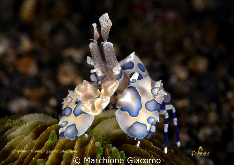 Arlequin shrimp . Lembeh strait 

With Daniele Daniele ... by Marchione Giacomo 