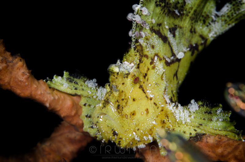 P A P E R - F I S H
Leaf scorpionfish (Taenianotus triac... by Irwin Ang 