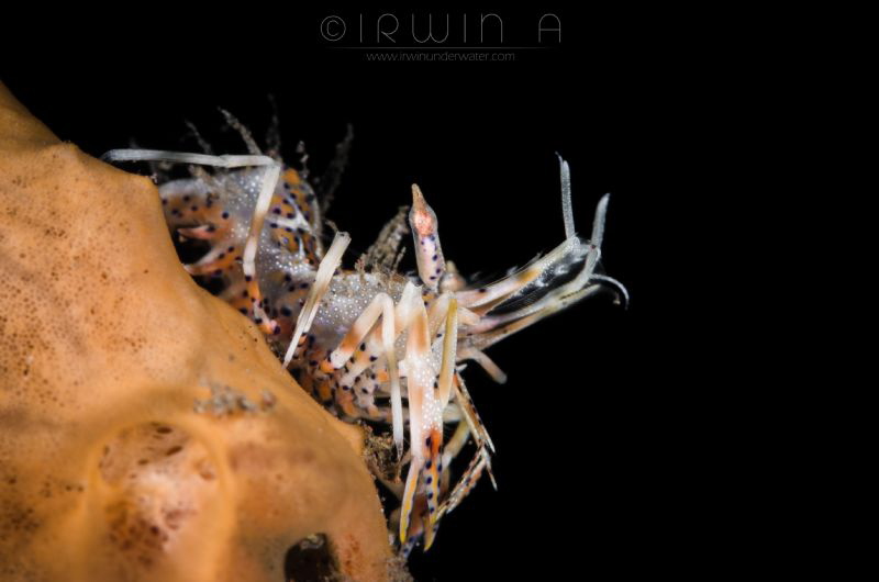 B O N G O - S H R I M P
Bongo shrimp (Phyllognathia cera... by Irwin Ang 