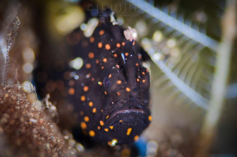 I . A M . P A I N T E D
Juvenile painted frogfish (Anten... by Irwin Ang 