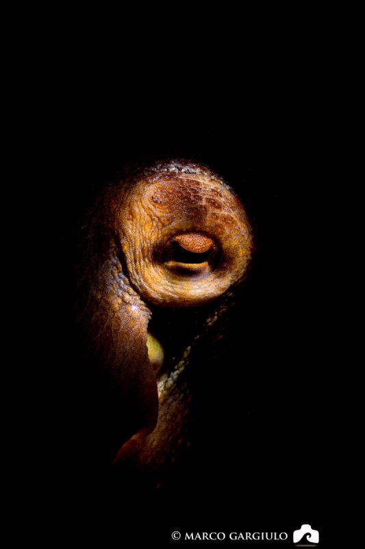 Octopus snooted Eye by Marco Gargiulo 