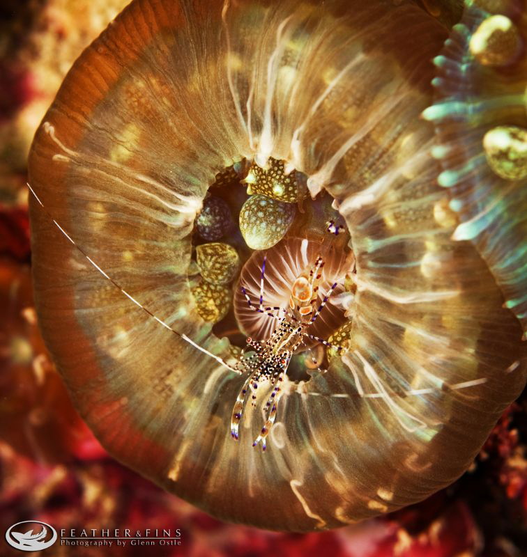 Small shrimp rests on a corallimorph. by Glenn Ostle 