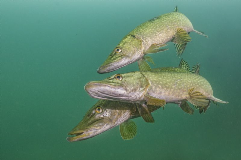 Mating Pike, UK, Inland, Stoney Cove
The males entice fe... by Spencer Burrows 
