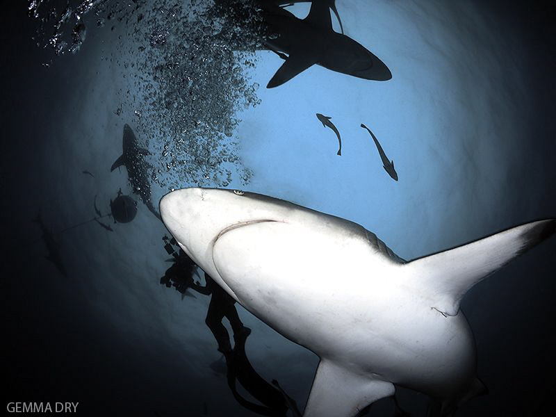 Blacktip sharks - Aliwal Shoal - South Africa by Gemma Dry 