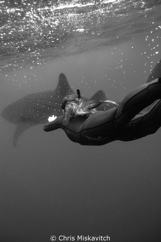 Divers with whale shark by Chris Miskavitch 