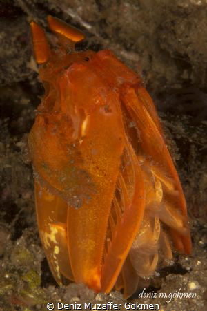 Golden Mantis Shrimp(lysiosquilloides mapia) by Deniz Muzaffer Gökmen 