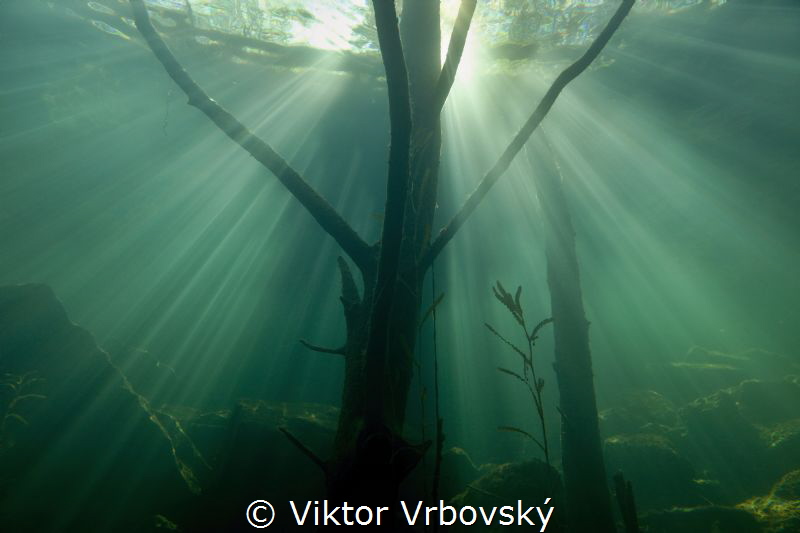 Underwater wood by Viktor Vrbovský 
