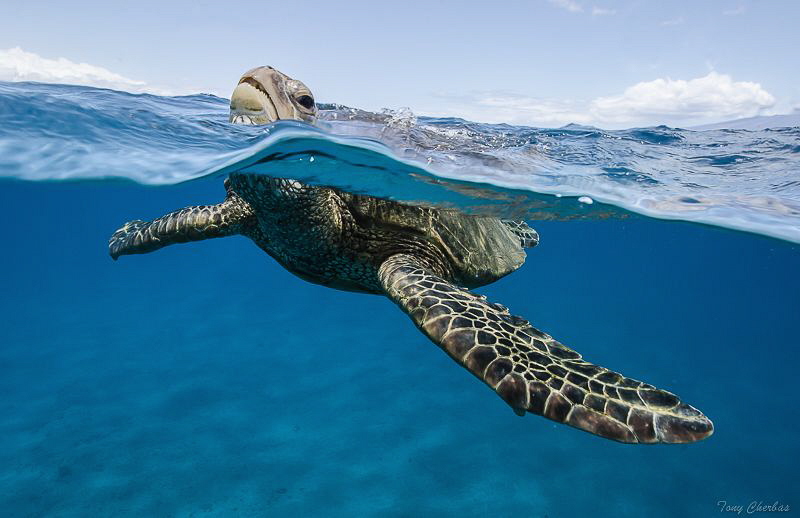 Honu in Lahaina gettin' a breath. by Tony Cherbas 