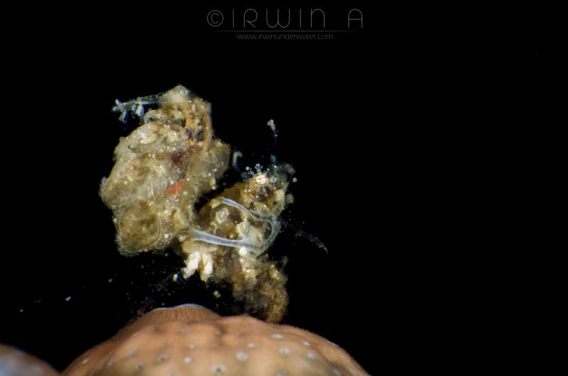 R O A S T E R
Hairy shrimp (Phycocaris simulans)
Anilao... by Irwin Ang 