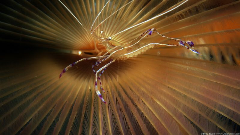 Pederson's shrimp (Ancylomenes pedersoni) on a Split-Crow... by Brad Ryon 