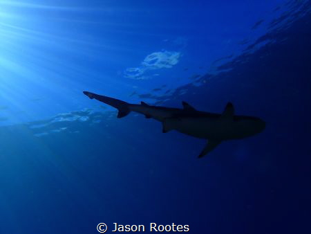 Vertigo Shark.  Black Tip Reef Shark in Yap. by Jason Rootes 