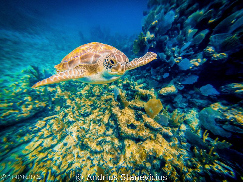 captured with gopro 3+ while snorkeling by Andrius Stanevicius 