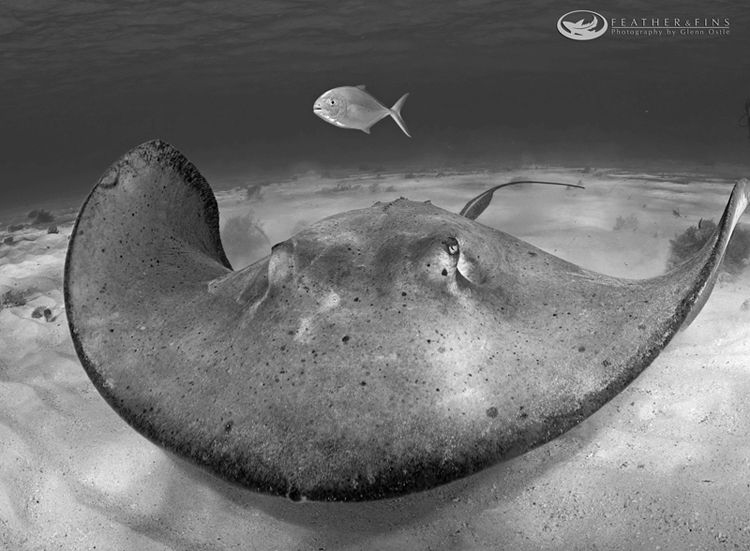 Shadow hunting over a Southern Stingray by Glenn Ostle 