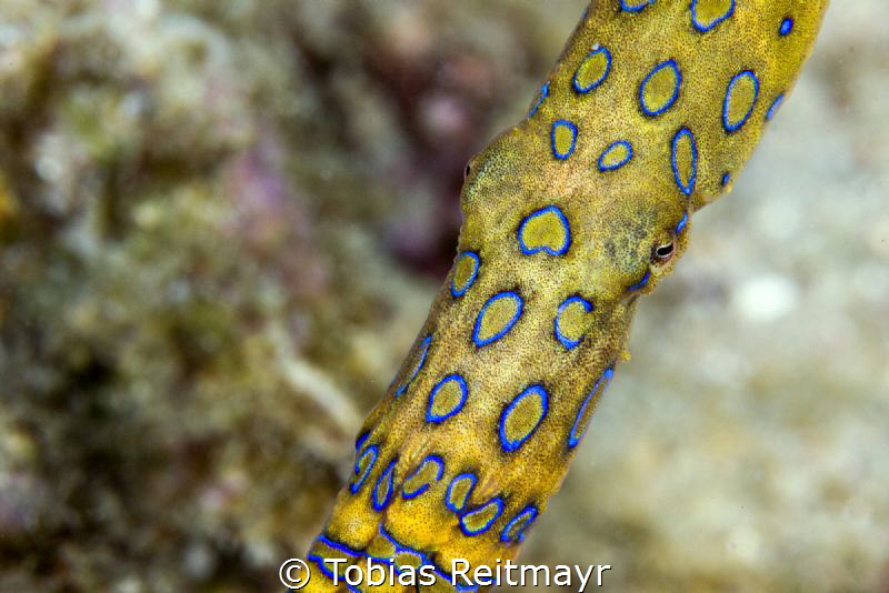 Blue-ringed Octopus, Small La Laguna, Puerto Galera by Tobias Reitmayr 