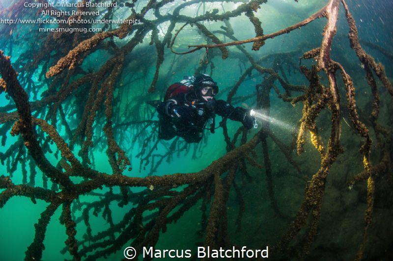 Diver in submerged trees by Marcus Blatchford 