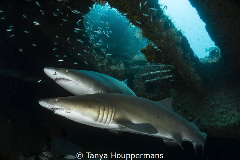 'Two If By Caribsea'- Two sand tiger sharks swim inside t... by Tanya Houppermans 