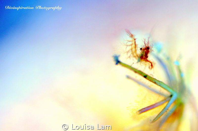 Live Life in Colours by Louisa Lam 
