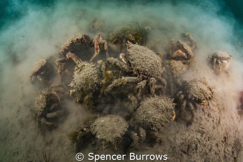 'Spider Chaos' - Spider crabs beginning to aggregate. UK/... by Spencer Burrows 