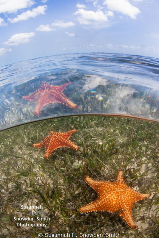 "Stars Above And Below"

Starfish are seen both through... by Susannah H. Snowden-Smith 