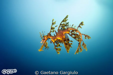 "lost into the blue" the dragon was swimming in the curre... by Gaetano Gargiulo 