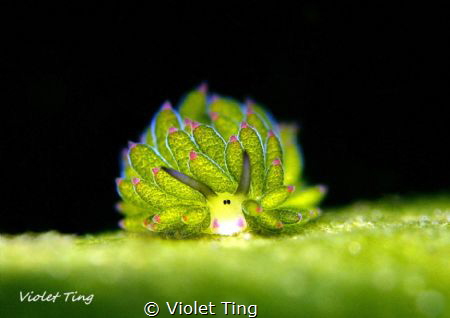this sheep nudi is only 0.4cm. Photo taken in Lembeh. Man... by Violet Ting 