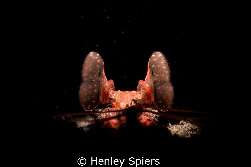 Lisa's Mantis Shrimp by Henley Spiers 