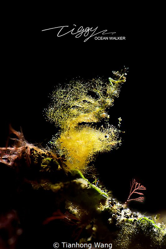 THE SEXIEST TAIL
hairly shrimp  taken in Lembeh. by Tianhong Wang 