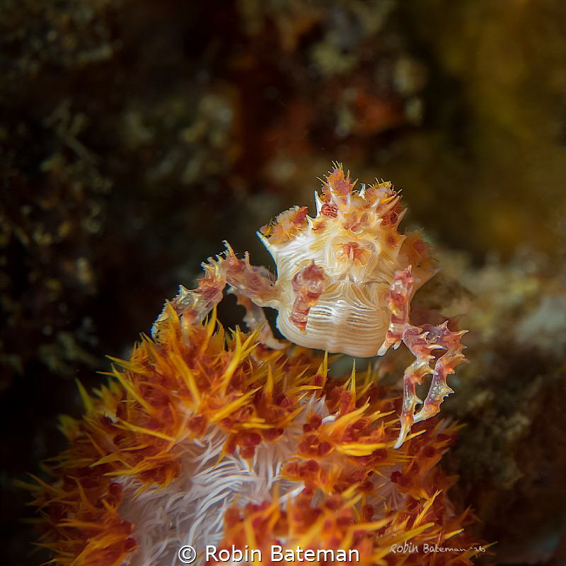 Orange Crush   These little soft coral crabs are so good ... by Robin Bateman 