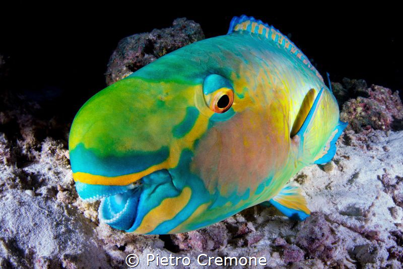 SMILE! A playful parrotfish seem to smile at my dome by Pietro Cremone 