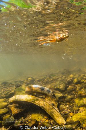 freshwater - rare encounter by Claudia Weber-Gebert 